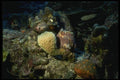 164020 Circular Coral Heads A4 Photo Print