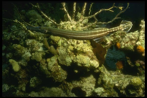 164021 Trumpet Fish Swimming Over Reef A4 Photo Print