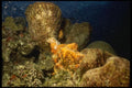 164022 Large Coral Formations A4 Photo Print