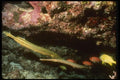 164023 Trumpetfish, Soldier Fish And Yellowtail A4 Photo Print