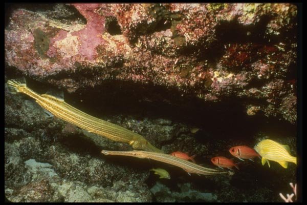 164023 Trumpetfish, Soldier Fish And Yellowtail A4 Photo Print