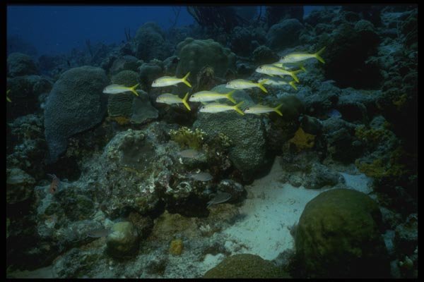 164024 Yellowtails In Formation A4 Photo Print