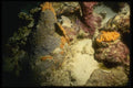 164025 Trigger Fish On Reef A4 Photo Print