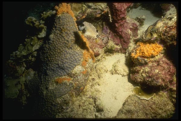 164025 Trigger Fish On Reef A4 Photo Print