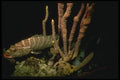 164026 Tiger Growper Hiding In Coral A4 Photo Print