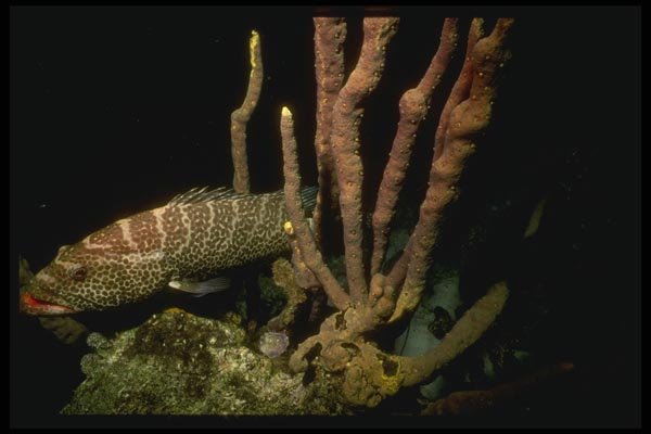 164026 Tiger Growper Hiding In Coral A4 Photo Print