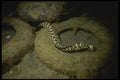 164027 Sea Snake A4 Photo Print