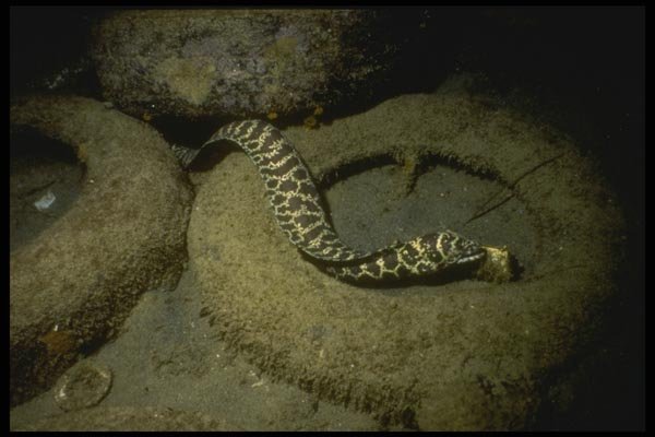 164027 Sea Snake A4 Photo Print