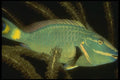 164028 Parrotfish, Close up A4 Photo Print