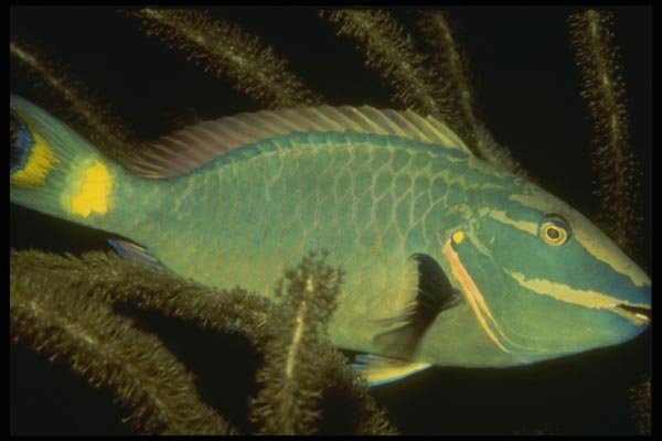 164028 Parrotfish, Close up A4 Photo Print
