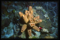 164029 Tube Sponge A4 Photo Print