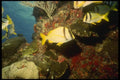 164030 Pork Fish On Reef A4 Photo Print