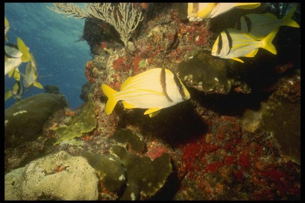 164030 Pork Fish On Reef A4 Photo Print