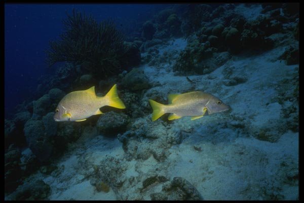 164031 Yellow Jacks A4 Photo Print