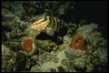 164032 Nassau Grouper In Coral A4 Photo Print
