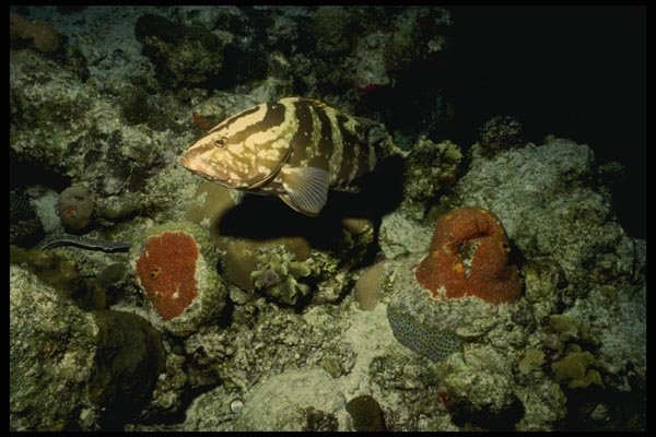 164032 Nassau Grouper In Coral A4 Photo Print