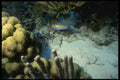 164033 Stop light Parrotfish On Reef A4 Photo Print