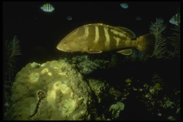 164034 Nassau Grouper At Night A4 Photo Print