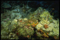 164035 Tube Sponge Coral, Wide Angle A4 Photo Print