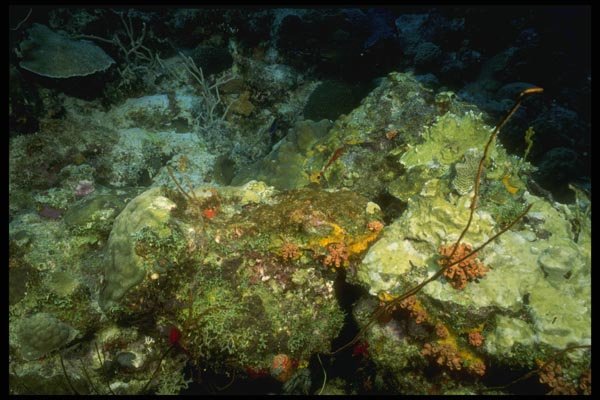 164035 Tube Sponge Coral, Wide Angle A4 Photo Print