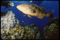 164036 Nassau Grouper And Queen Angelfish A4 Photo Print