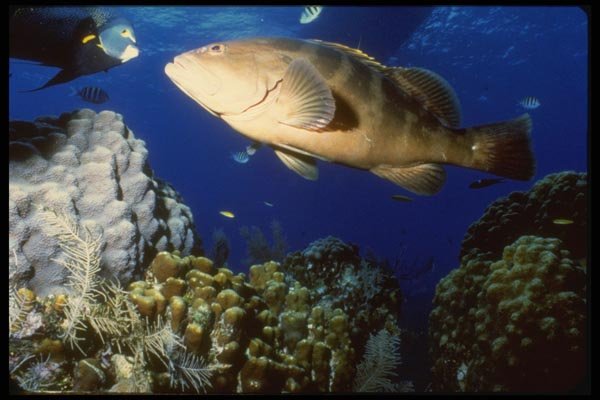 164036 Nassau Grouper And Queen Angelfish A4 Photo Print