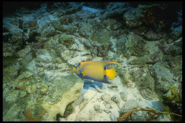 164037 Bright yellow And Blue Angelfish A4 Photo Print
