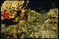 164038 Green, Orange And Yellow Coral A4 Photo Print