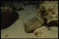 164039 Moray Eel On Sand A4 Photo Print