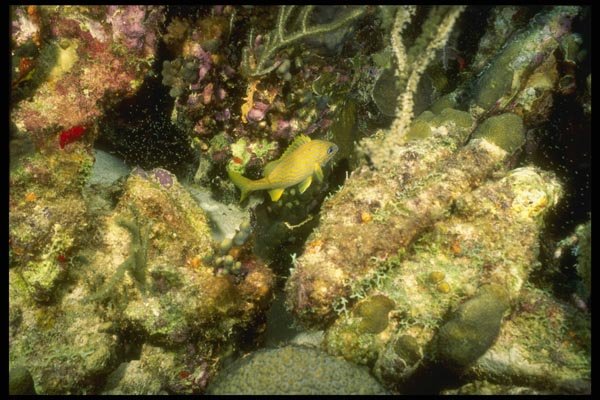 164040 Blue Wrasse On Reef A4 Photo Print