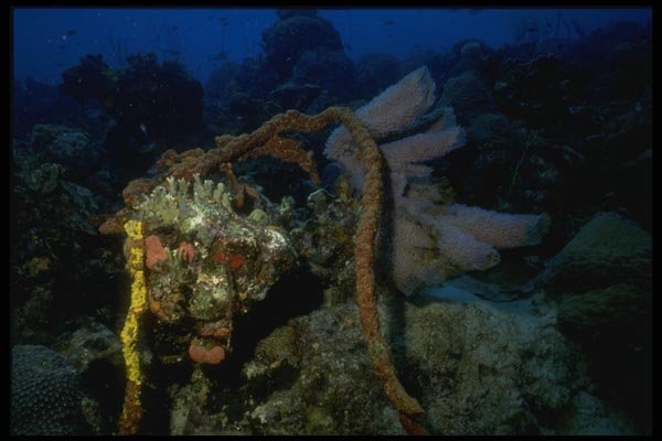 164041 Hard And Soft Coral A4 Photo Print