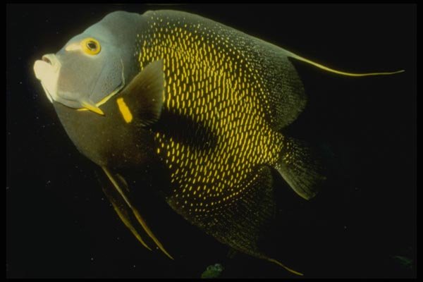 164042 Queen Angelfish, Close up A4 Photo Print
