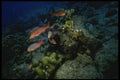 164043 Red Snapper At Night A4 Photo Print