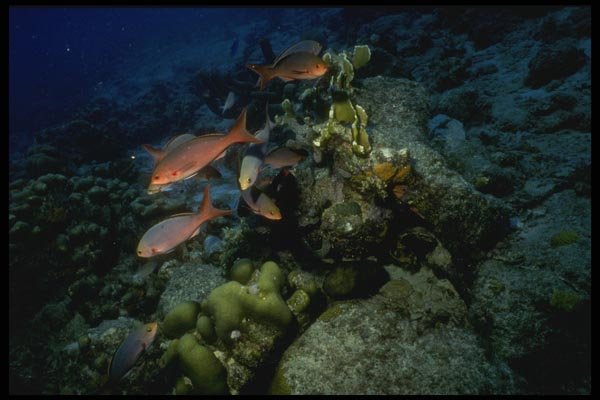 164043 Red Snapper At Night A4 Photo Print