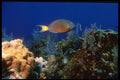 164044 Spot Light Parrotfish A4 Photo Print
