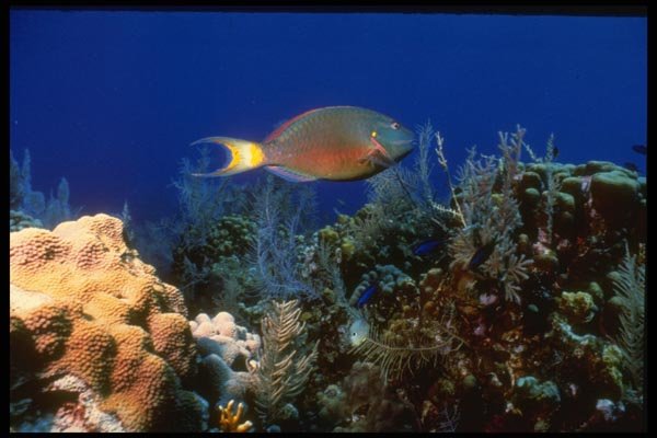 164044 Spot Light Parrotfish A4 Photo Print