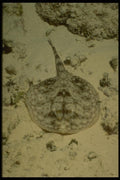 164046 Spotted Flounder A4 Photo Print