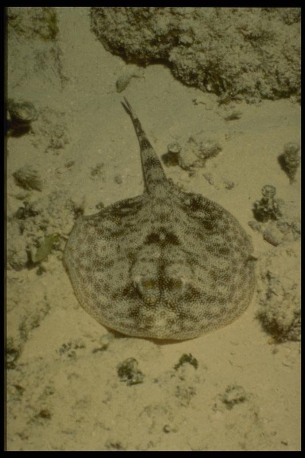 164046 Spotted Flounder A4 Photo Print