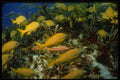 164047 Yellow Fish Surrounding Trumpet Fish A4 Photo Print