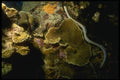 164048 Sea Snake On Coral A4 Photo Print