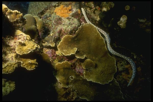 164048 Sea Snake On Coral A4 Photo Print