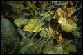 164049 Coral Rainbow A4 Photo Print