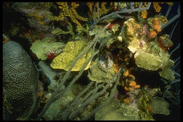 164049 Coral Rainbow A4 Photo Print