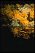 164050 Soft Orange Coral At Night A4 Photo Print
