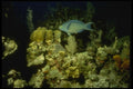 164052 Blue Spotlight Parrotfish On Reef A4 Photo Print