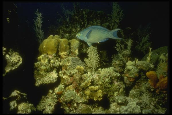 164052 Blue Spotlight Parrotfish On Reef A4 Photo Print