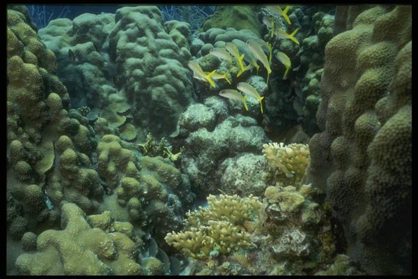 164053 Yellowtails Over Elk Horn Coral A4 Photo Print