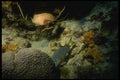 164054 Parrotfish And Rock Hind Feeding A4 Photo Print