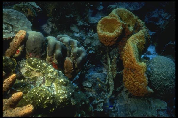 164056 Soft Sponge Formations A4 Photo Print