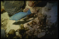 164057 Blue Parrotfish A4 Photo Print